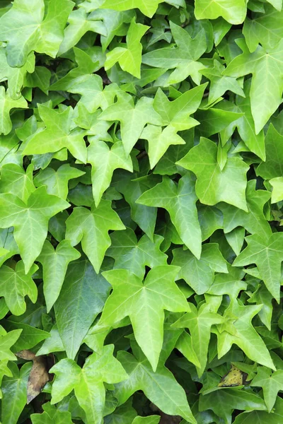 Sarmaşık arka plan dokusunu terk eder. yeşil sarmaşık yaprakları. sarmaşık yaprakları