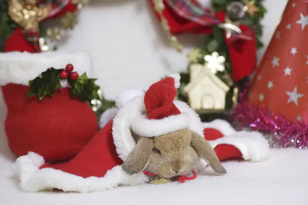 Söt Kanin Santa Claus Kläder Bakgrunden — Stockfoto