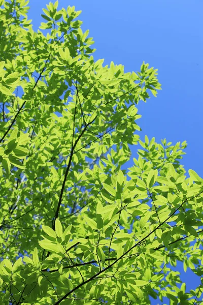 Closeup Galho Árvore Com Folhas Verdes Luz Solar — Fotografia de Stock