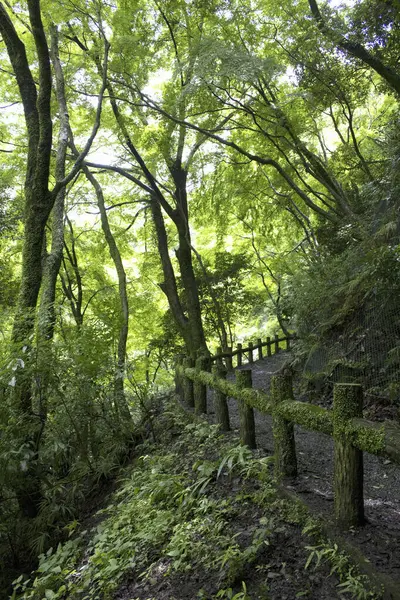 Ιαπωνικό Παραδοσιακό Κήπο Πράσινα Δέντρα — Φωτογραφία Αρχείου