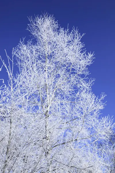 Winterbomen Bedekt Met Sneeuw — Stockfoto
