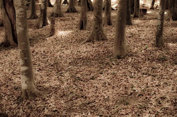 Krásná Podzimní Krajina Stromy Spadlými Listy Lese — Stock fotografie