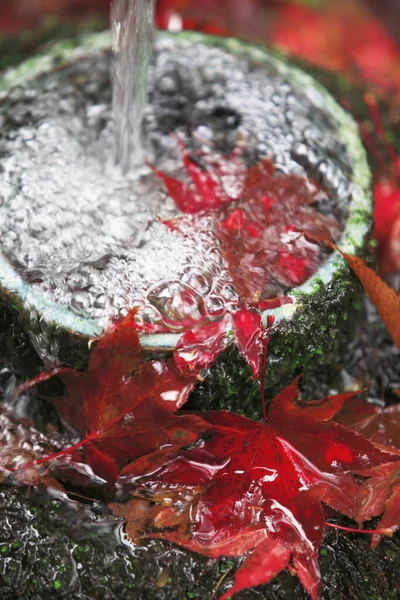 Güzel, parlak sonbahar yaprakları suyla kaplı.            