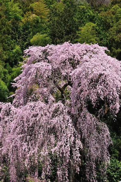 Красивые Цветы Саду Цветы Деревьях Цветут Весной — стоковое фото