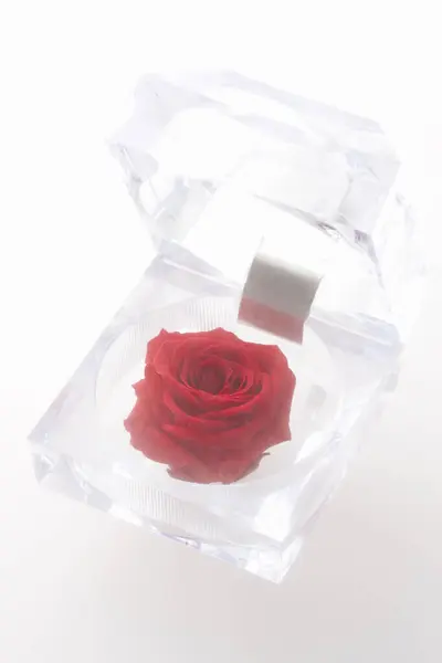 Červená Dárková Krabička Růží — Stock fotografie