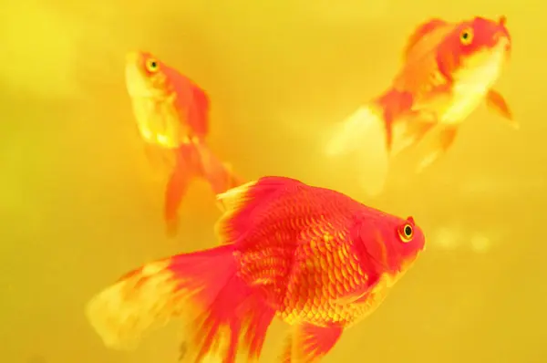 Belo Peixinho Dourado Nadando Aquário Fundo — Fotografia de Stock