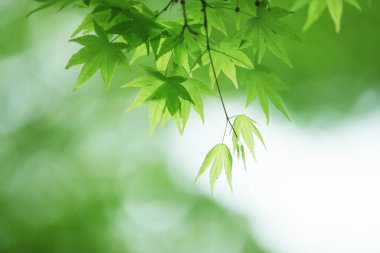 Bahçede yeşil yapraklar