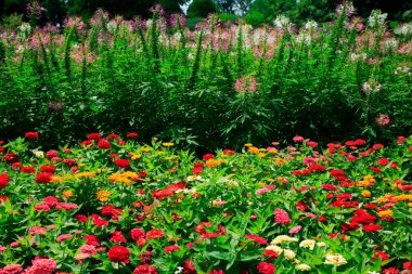 Güzel çiçekler, yakın manzara, yaz konsepti.