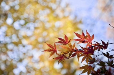 Sonbahar yaprakları yakın görünüm, doğa arkaplanı 