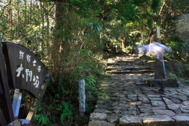 Taştan adımlar, yemyeşil ormanda güneş ışığını süzüyor.