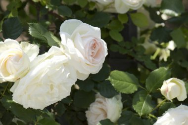 Bahçedeki güzel beyaz güller