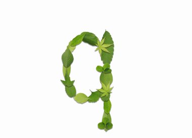 Beyaz arkaplanda yeşil yapraklardan oluşan alfabe. Q harfi