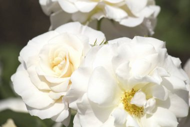 Çiçek açmış beyaz güller