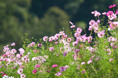 Bahçedeki güzel kozmos çiçekleri