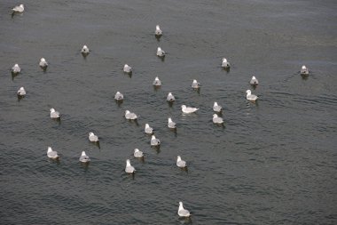 Doğa arka planında denizdeki martı kuşları, kapatın