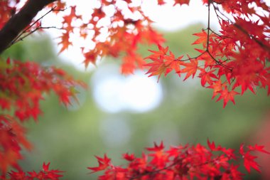Kırmızı sonbahar yaprakları, sonbahar çiçekleri, Japon akçaağacı.