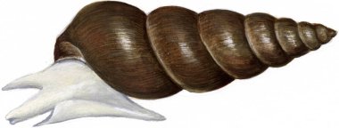 Beyaz arkaplanda karikatür deniz kabuğu çizimi