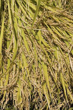 Altın buğday bitkileri zengin, dokulu desenler oluşturuyor..