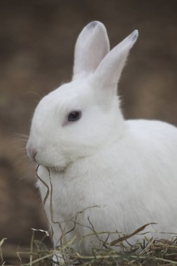 Beyaz güzel tavşan, yakın plan portre 