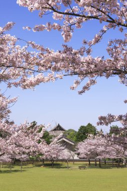 Tokyo 'da kiraz çiçeği sakura, Japonya