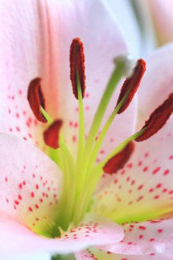 Güzel çiçekler, çiçek konsepti