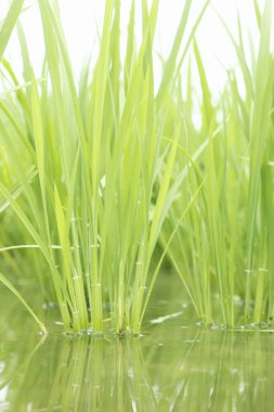 çeltik tarlasında yeşil pirinç 