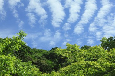 Ormanda güzel yeşil ağaçlar ve mavi gökyüzü    