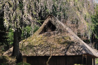 Bahçedeki güzel çiçekler, baharda açan ağaçlar.