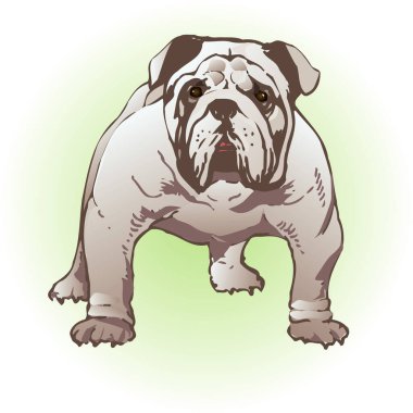  Bulldog köpeğinin resmi