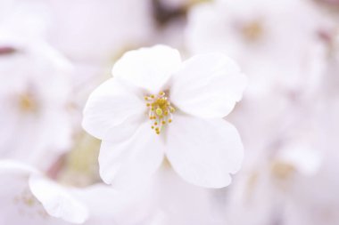 bahar arkaplanı beyaz çiçekler, kiraz çiçekleri     