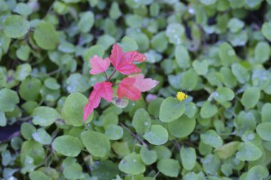 doğanın güzel çiçekler