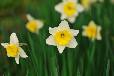 Güzel çiçekler, yakın manzara, yaz konsepti.