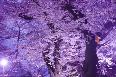 Japonya 'da gece Sakura çiçeği açar.