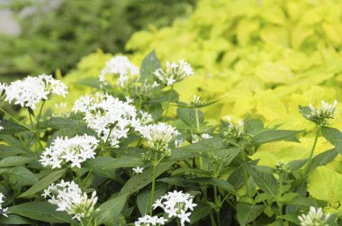 Güzel çiçekler, yakın manzara, yaz konsepti.