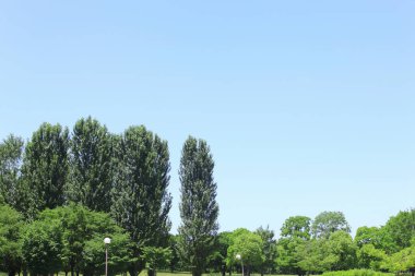 yeşil ağaçlar gökyüzü arka plan