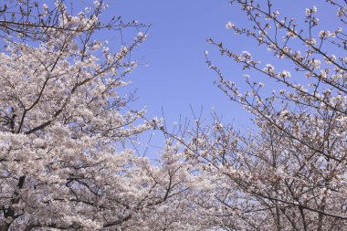 İlkbaharda kiraz ağacının çiçek açması. 