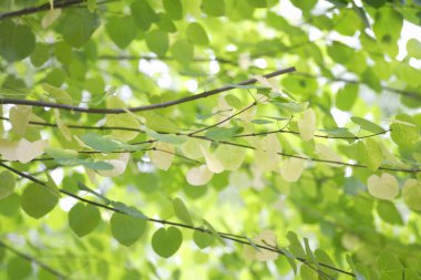 Doğadaki ağaç dallarında yeşil yapraklar