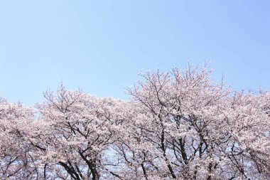 İlkbaharda kiraz ağacı çiçek açar 