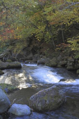 Ormanda güzel bir şelale