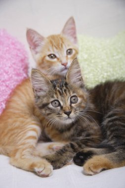 kanepe üzerinde iki yavru kedi