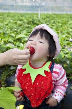 Küçük kız çilek yiyor.