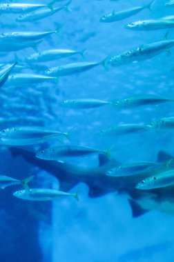 Akvaryumda yüzen balıkların olduğu sualtı fotoğrafı.     