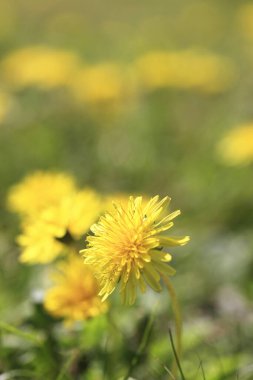 Çayırdaki sarı karahindiba çiçeklerinin yakın görüntüsü