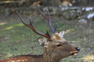 Japonya, Nara 'da bir parkta yürüyen kahverengi geyik. 