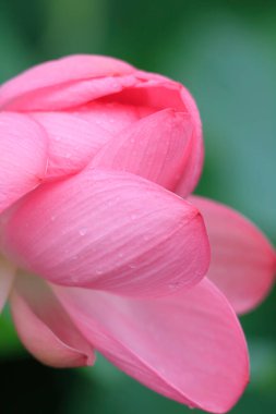 Pembe nilüfer çiçeğinin yakın görüntüsü 