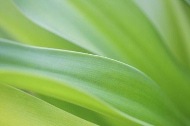 Yakın - yeşil çimenler