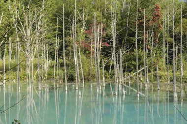 Sakin mavi suya yansıyan çıplak ağaçların güzel manzarası             