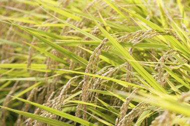 Yazın yeşil buğday tarlası