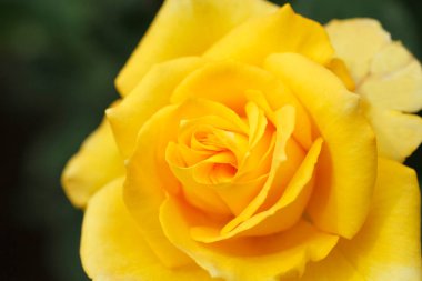 Sarı gül bahçeye yakın.