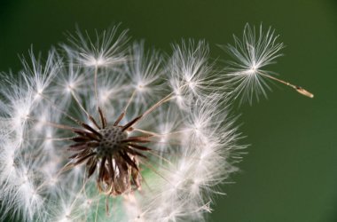 Yeşil arkaplanda bir karahindibanın kapağını kapat 